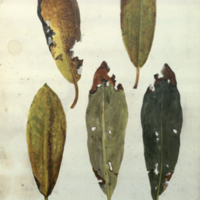Leaves, botanical illustration for Hall of North American Mammals