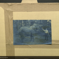 Elephant and man, photograph mounted to Proboscidae folder