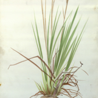 Grass, botanical illustration for use in Jack Rabbit Group, Hall of North American Mammals