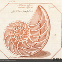 Nautilus dissectus, from Martini's Neues systematisches Conchylien-Cabinet