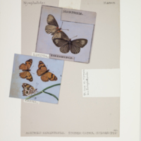http://lbry-web-002.amnh.org/san/to_upload/titianbutterflies/b1083009_93.jpg