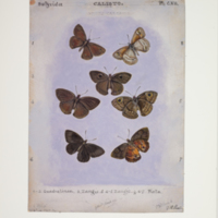 http://lbry-web-002.amnh.org/san/to_upload/titianbutterflies/b1083009_122.jpg