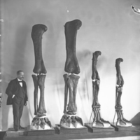 Mr. Hermann with mounted Diplodocus, Brontosaurus, and Allosaurus forelimbs, 1899