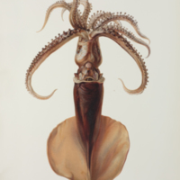 Whiplash squid (Mastigoteuthis magna) from Joubin's  Resultats des Campagnes Scientifiques accomplies sur son yacht