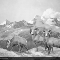 http://images.library.amnh.org/d/t/8x10/0001/00318654_l.jpg
