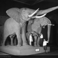 http://images.library.amnh.org/d/t/8x10/0001/00312163_l.jpg