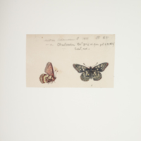 http://lbry-web-002.amnh.org/san/to_upload/titianbutterflies/b1083009_72.jpg