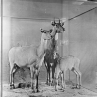 http://images.library.amnh.org/d/t/8x10/0001/00313324_l.jpg