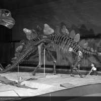 http://images.library.amnh.org/d/t/8x10/0002/00326557_l.jpg