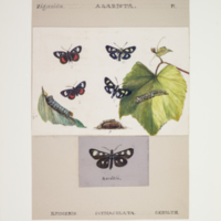 http://lbry-web-002.amnh.org/san/to_upload/titianbutterflies/b1083009_137.jpg