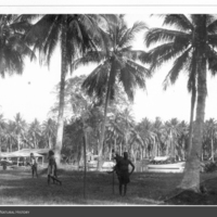 http://lbry-web-002.amnh.org/san/to_upload/Beck-PapuaNewGuinea/NG-5x7-prints/115648.jpg