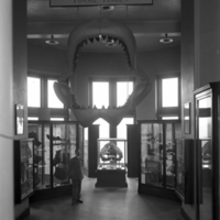 http://images.library.amnh.org/d/t/8x10/0001/00032522_l.jpg