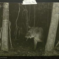 Tapir calf, photograph in Proboscidae folder 