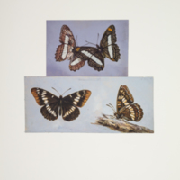 http://lbry-web-002.amnh.org/san/to_upload/titianbutterflies/b1083009_102.jpg