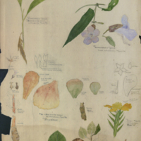 Plants, leaves and petals, botanical illustration for use in Sumatrensis and Bison Group, Hall of Asian Mammals