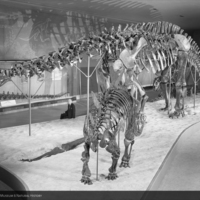 http://images.library.amnh.org/d/t/8x10/0002/00322534_l.jpg