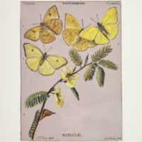 http://lbry-web-002.amnh.org/san/to_upload/titianbutterflies/b1083009_40.jpg