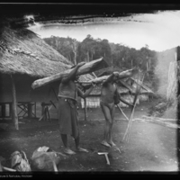 http://lbry-web-002.amnh.org/san/to_upload/Beck-PapuaNewGuinea/NG-5x7-negs/115746.jpg