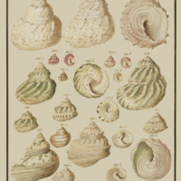Buttoned moon shells from Geve's  Belustigung im Reiche der Natur