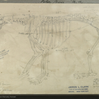 Polar bear skeleton, drawing for use in Polar Bear diorama