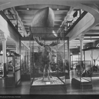 http://images.library.amnh.org/d/t/8x10/0001/00039487_l.jpg