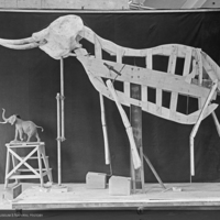http://images.library.amnh.org/d/t/4x5/0001/00282213_l.jpg