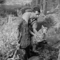 Installing bobcat in Western Pine Forest Group, 1958