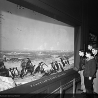 http://images.library.amnh.org/d/t/8x10/0001/00322548_l.jpg