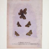 http://lbry-web-002.amnh.org/san/to_upload/titianbutterflies/b1083009_117.jpg
