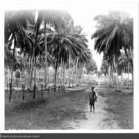 http://lbry-web-002.amnh.org/san/to_upload/Beck-PapuaNewGuinea/NG-5x7-prints/115679.jpg