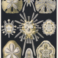Echinidea from Haeckel's Kunstformen der Natur