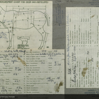 Elk specimen measurement chart, for use in Elk Group, Hall of North American Mammals