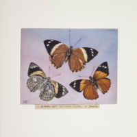http://lbry-web-002.amnh.org/san/to_upload/titianbutterflies/b1083009_103.jpg