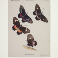 http://lbry-web-002.amnh.org/san/to_upload/titianbutterflies/b1083009_23.jpg