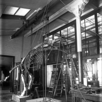 http://images.library.amnh.org/d/t/8x10/0001/00035377_l.jpg
