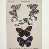 http://lbry-web-002.amnh.org/san/to_upload/titianbutterflies/b1083009_50.jpg