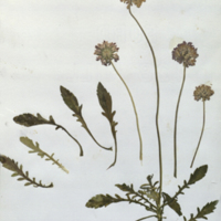 Plant specimens for use in Leopard Group, Akeley Hall of African Mammals