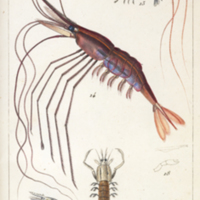 Squilla eusebia, Platysquilla eusebia and other varieties of shrimp from Risso's Histoire naturelle des principales productions de l'Europe méridionale