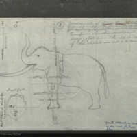 Lewis elephant, specimen measurement chart for Akeley Hall of African Mammals