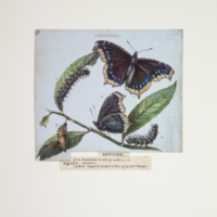 http://lbry-web-002.amnh.org/san/to_upload/titianbutterflies/b1083009_76.jpg