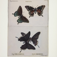 http://lbry-web-002.amnh.org/san/to_upload/titianbutterflies/b1083009_19.jpg