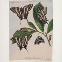 http://lbry-web-002.amnh.org/san/to_upload/titianbutterflies/b1083009_5.jpg