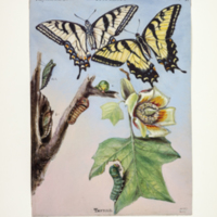 http://lbry-web-002.amnh.org/san/to_upload/titianbutterflies/b1083009.jpg