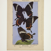 http://lbry-web-002.amnh.org/san/to_upload/titianbutterflies/b1083009_28.jpg