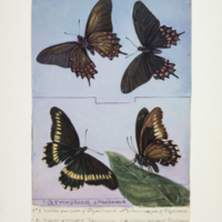 http://lbry-web-002.amnh.org/san/to_upload/titianbutterflies/b1083009_20.jpg