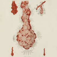 Red coral from Lacaze-Duthiers's  Histoire naturelle du corail