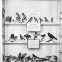 http://images.library.amnh.org/d/t/8x10/0001/00039638_l.jpg