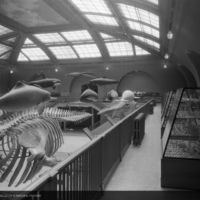 http://images.library.amnh.org/d/t/8x10/0001/00314190_l.jpg