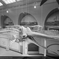 http://images.library.amnh.org/d/t/8x10/0001/00314191_l.jpg