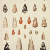 Sea cones from Chenu's Illustrations conchyliologiques ou description et figures de toutes les coquilles